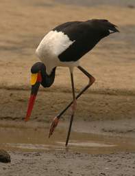 Saddle Billed Stork