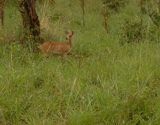  Steenbok