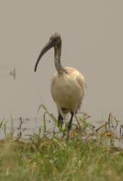  Sacred Ibis