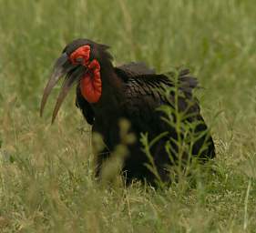  Southern Ground Hornbill