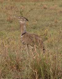  Kori Bustard