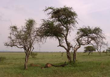  Lioness Carcass