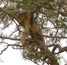  Lioness In Tree