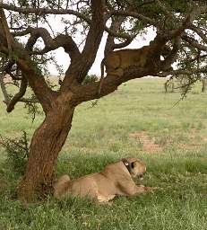  Lioness Collared Cub In Tree