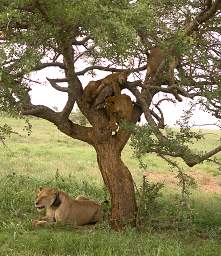  Lioness Cubs In Tree