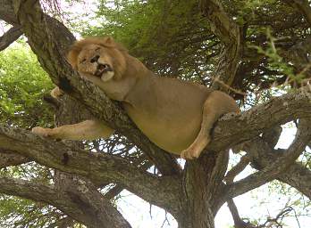  Lion In Tree