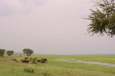  Elephants Salale Swamp