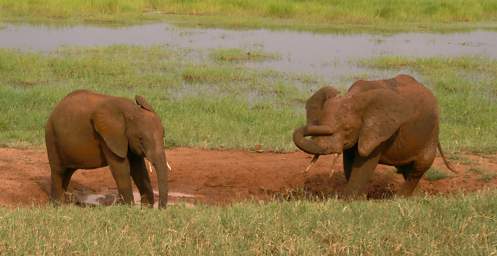 Young Elephants Taking a Mud Bath