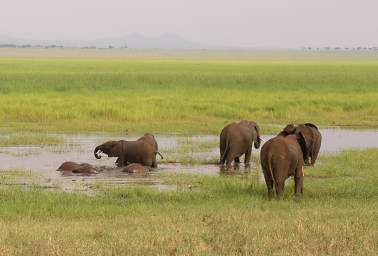  Elephants Cooling Off