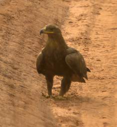 Steppe Eagle