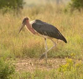  Maribou Stork