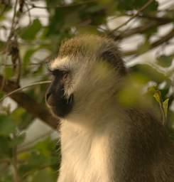  Vervet Monkey