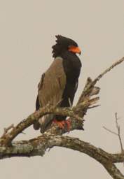 Bateleur Eagle