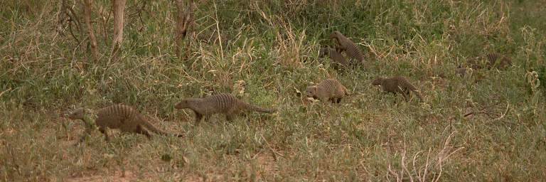  Banded Mongoose