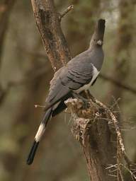  White Bellied Go Away Bird