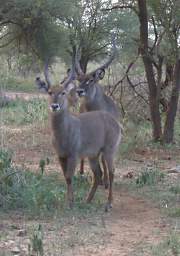  Waterbuck