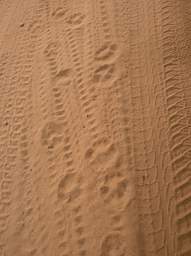  Cat Tracks