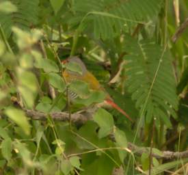 Green Winged Pytilia