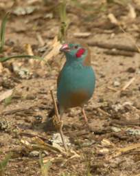  Red Cheeked Cordon Bleu