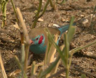  Red Cheeked Cordon Bleu