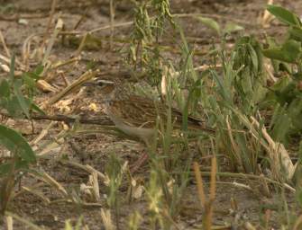  Spotted Morning Thrush