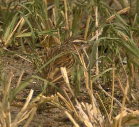  Spotted Morning Thrush