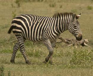  Zebra