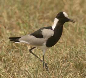 Blacksmith Lapwing