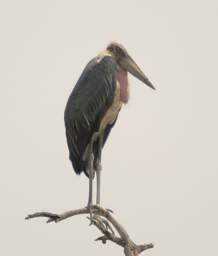  Maribou Stork