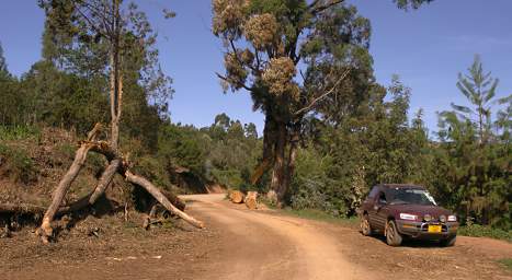 Usambara Mts Plains Trees On Road