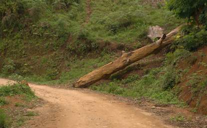 Usambara Mts Plains Tree By Rd