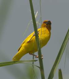 African Golden Weaver