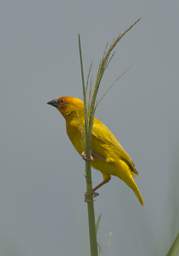 African Golden Weaver