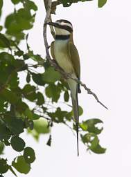 White Throated Bee Eater