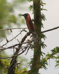 Northern Carmine Bee Eater