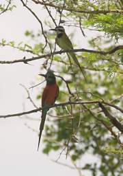 Northern Carmine and White Throated Bee Eaters