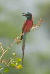 Northern Carmine Bee Eater