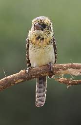 Usambiro Barbet