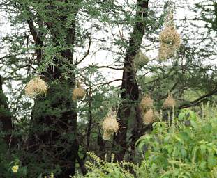 Weaver Nests