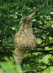 Weaver Nests