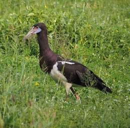 Bird Abdims Stork