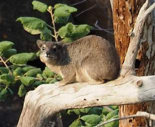 Hyrax