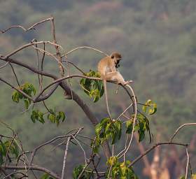 Vervet Monkey