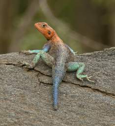 Red Headed Rock Agama