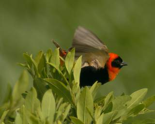 Bird Southern Red Bishop