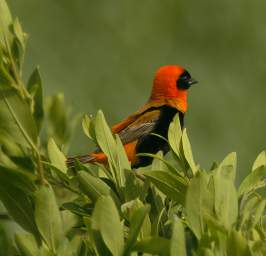 Southern Red Bishop