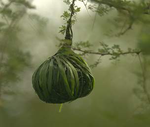 Weaver Nest