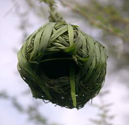 Weaver Nest