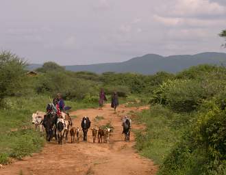 Herders On Road