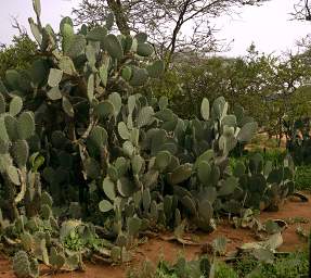 Prickly Pear